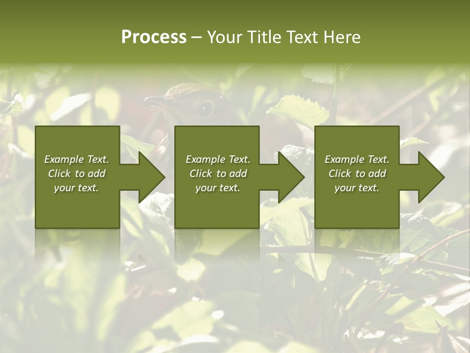 Wood Thrush (Hylocichla Mustelina) In Leaves, Central Park, Ny PowerPoint Template