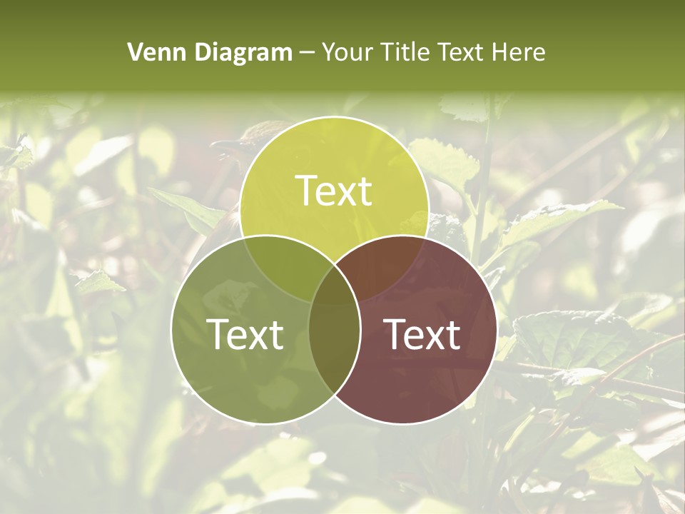 Wood Thrush (Hylocichla Mustelina) In Leaves, Central Park, Ny PowerPoint Template