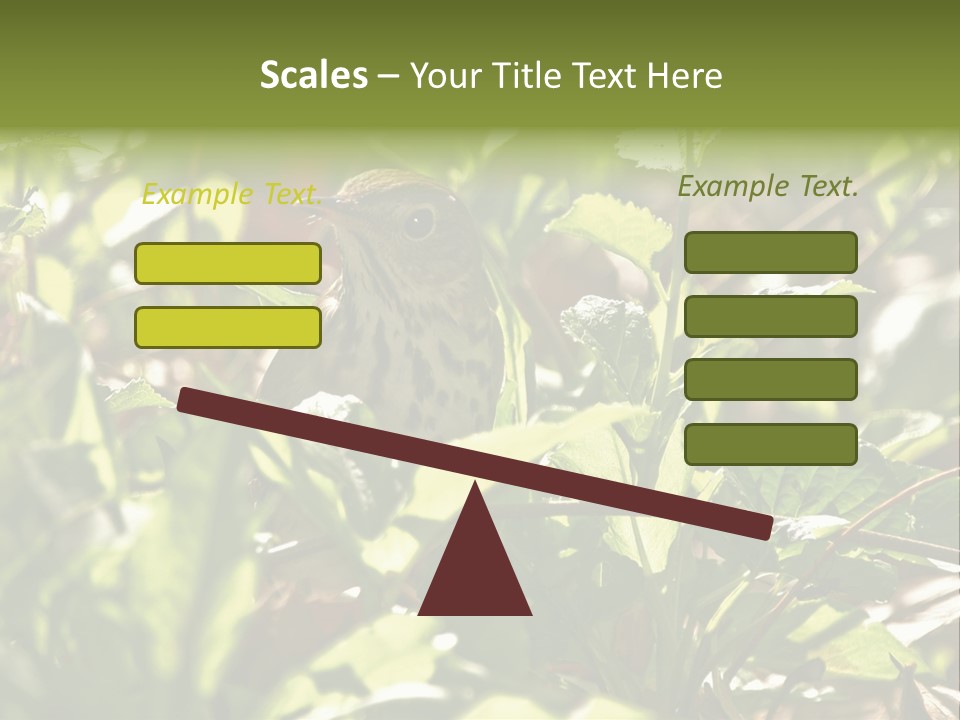 Wood Thrush (Hylocichla Mustelina) In Leaves, Central Park, Ny PowerPoint Template