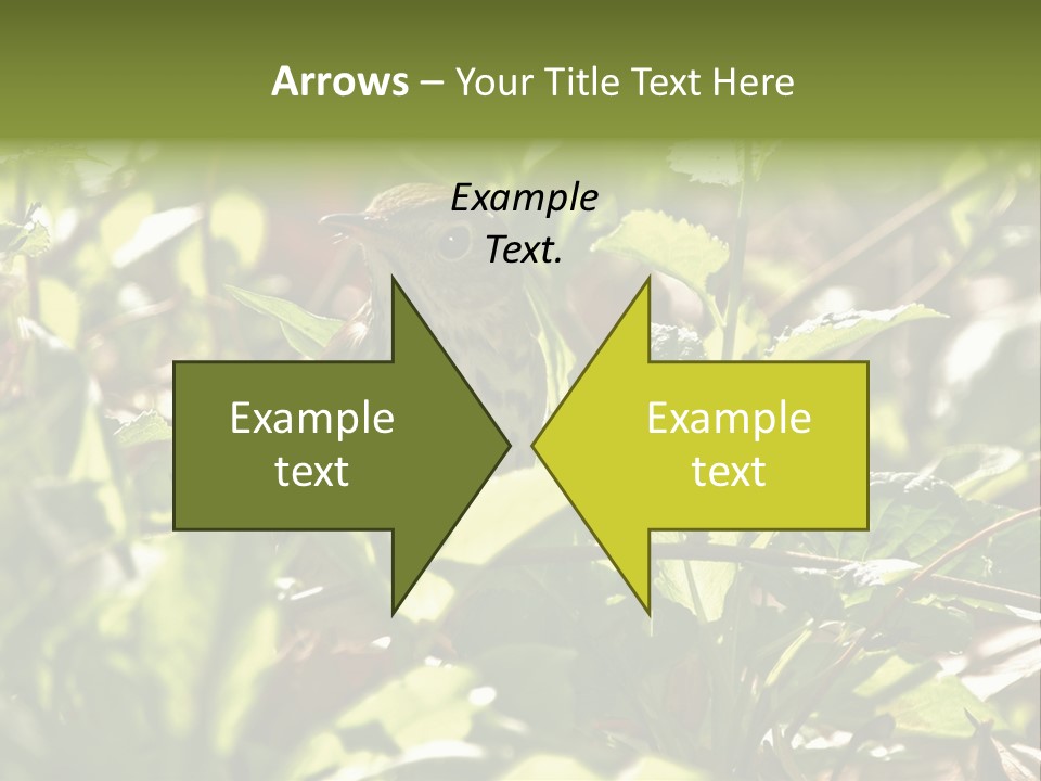 Wood Thrush (Hylocichla Mustelina) In Leaves, Central Park, Ny PowerPoint Template