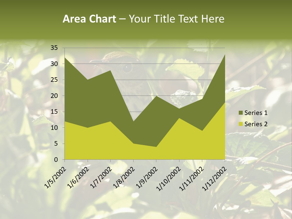 Wood Thrush (Hylocichla Mustelina) In Leaves, Central Park, Ny PowerPoint Template