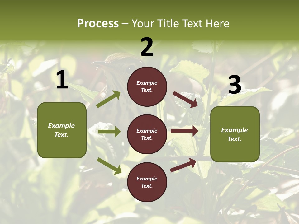 Wood Thrush (Hylocichla Mustelina) In Leaves, Central Park, Ny PowerPoint Template