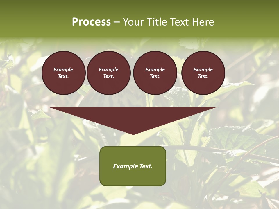 Wood Thrush (Hylocichla Mustelina) In Leaves, Central Park, Ny PowerPoint Template