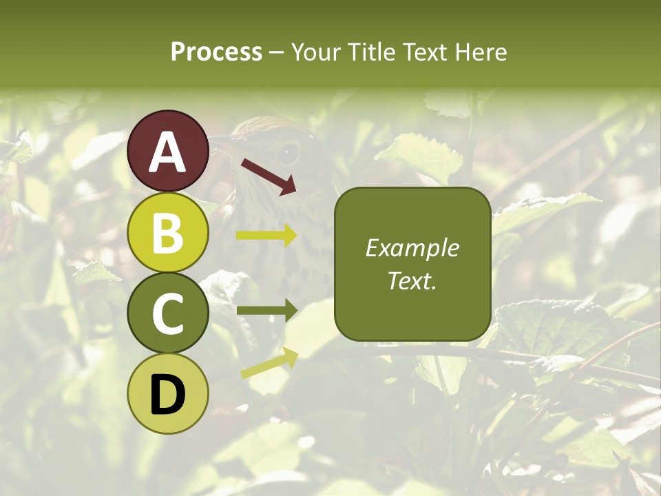 Wood Thrush (Hylocichla Mustelina) In Leaves, Central Park, Ny PowerPoint Template