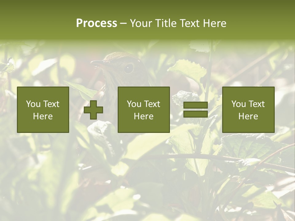 Wood Thrush (Hylocichla Mustelina) In Leaves, Central Park, Ny PowerPoint Template