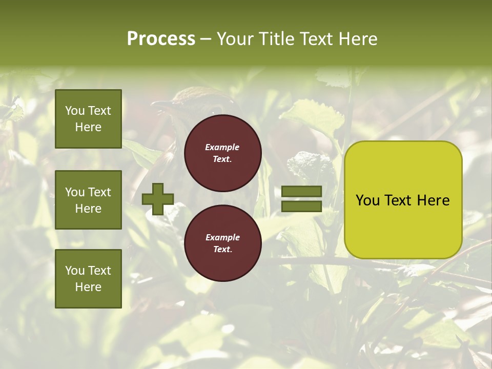 Wood Thrush (Hylocichla Mustelina) In Leaves, Central Park, Ny PowerPoint Template