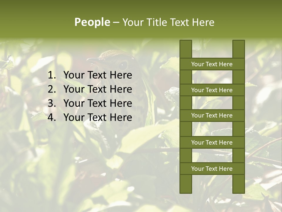 Wood Thrush (Hylocichla Mustelina) In Leaves, Central Park, Ny PowerPoint Template