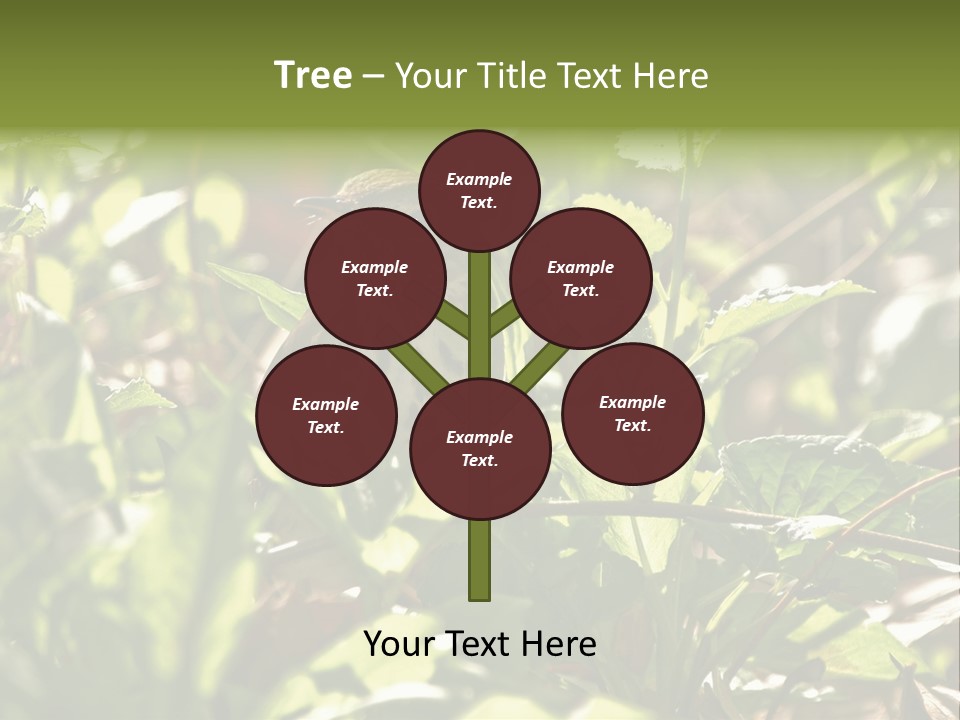 Wood Thrush (Hylocichla Mustelina) In Leaves, Central Park, Ny PowerPoint Template