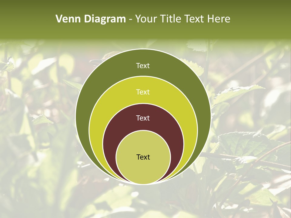 Wood Thrush (Hylocichla Mustelina) In Leaves, Central Park, Ny PowerPoint Template