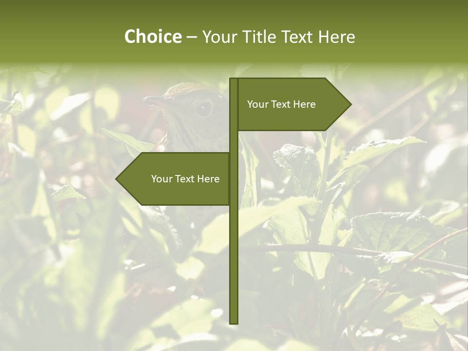 Wood Thrush (Hylocichla Mustelina) In Leaves, Central Park, Ny PowerPoint Template