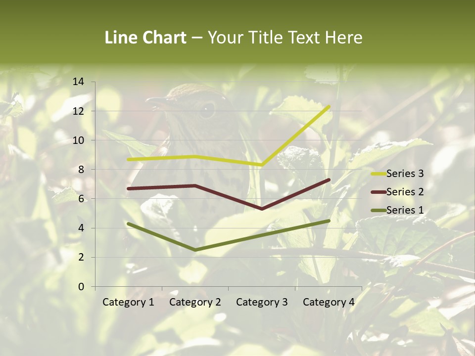 Wood Thrush (Hylocichla Mustelina) In Leaves, Central Park, Ny PowerPoint Template