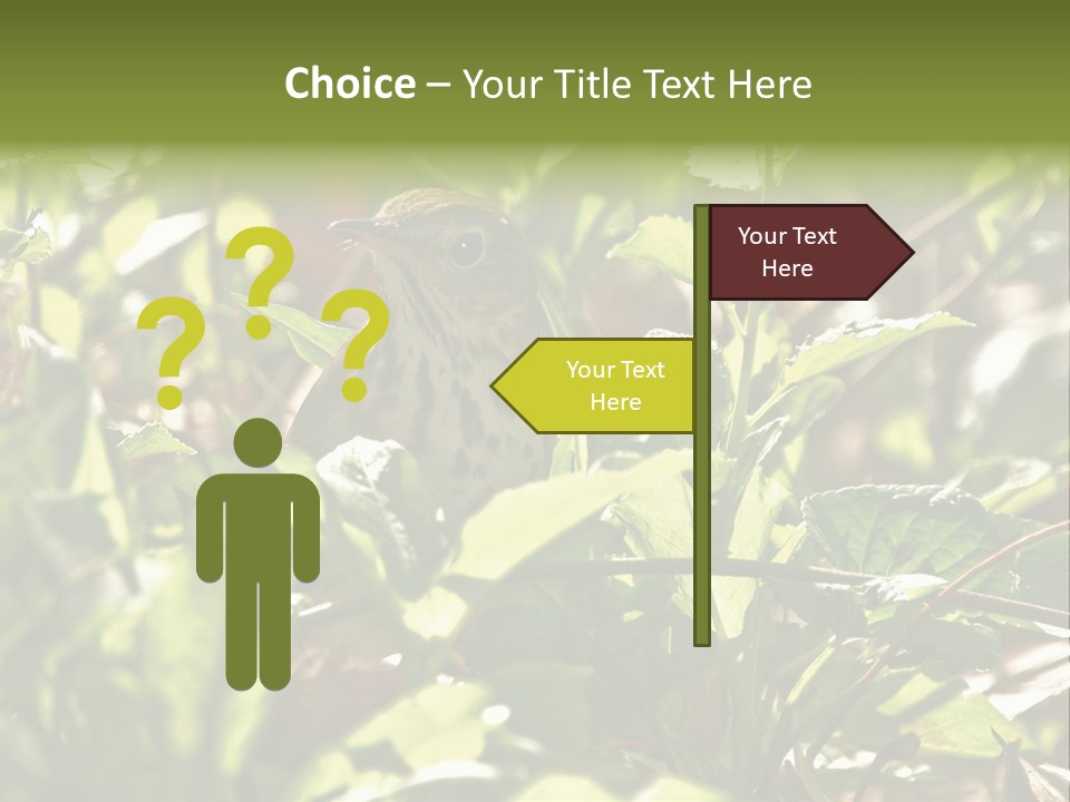 Wood Thrush (Hylocichla Mustelina) In Leaves, Central Park, Ny PowerPoint Template