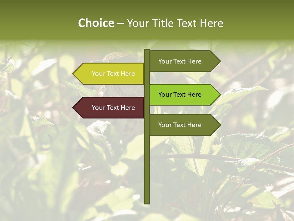 Wood Thrush (Hylocichla Mustelina) In Leaves, Central Park, Ny PowerPoint Template