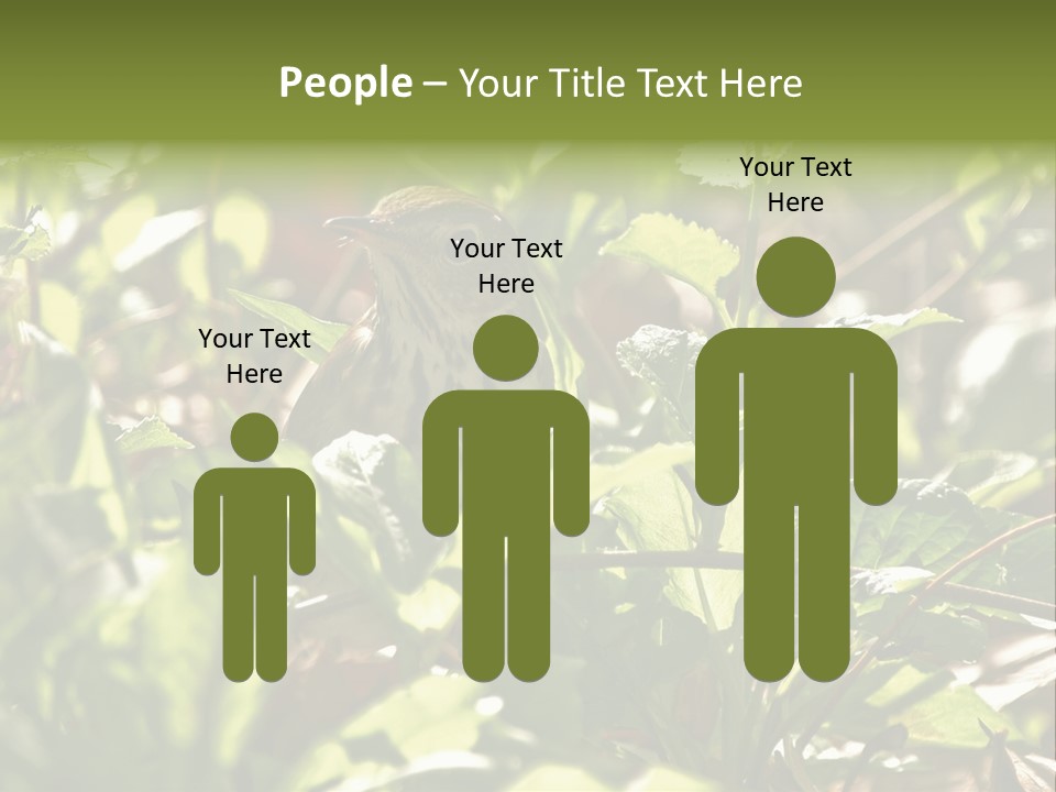 Wood Thrush (Hylocichla Mustelina) In Leaves, Central Park, Ny PowerPoint Template