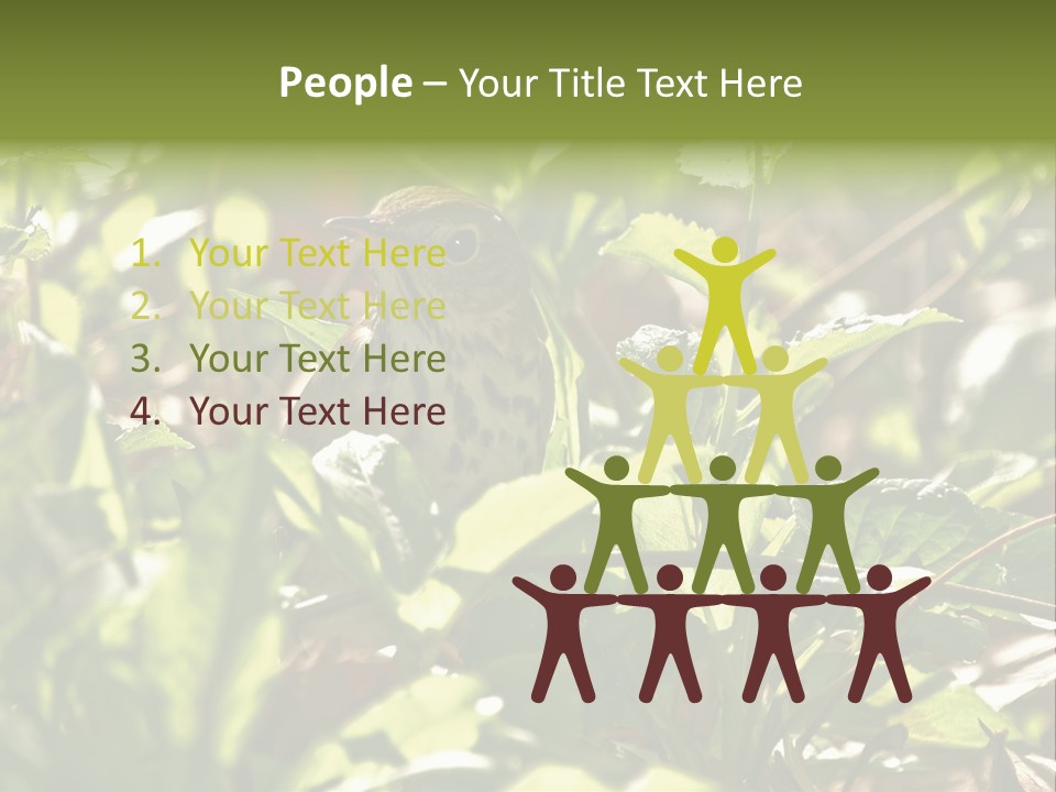 Wood Thrush (Hylocichla Mustelina) In Leaves, Central Park, Ny PowerPoint Template