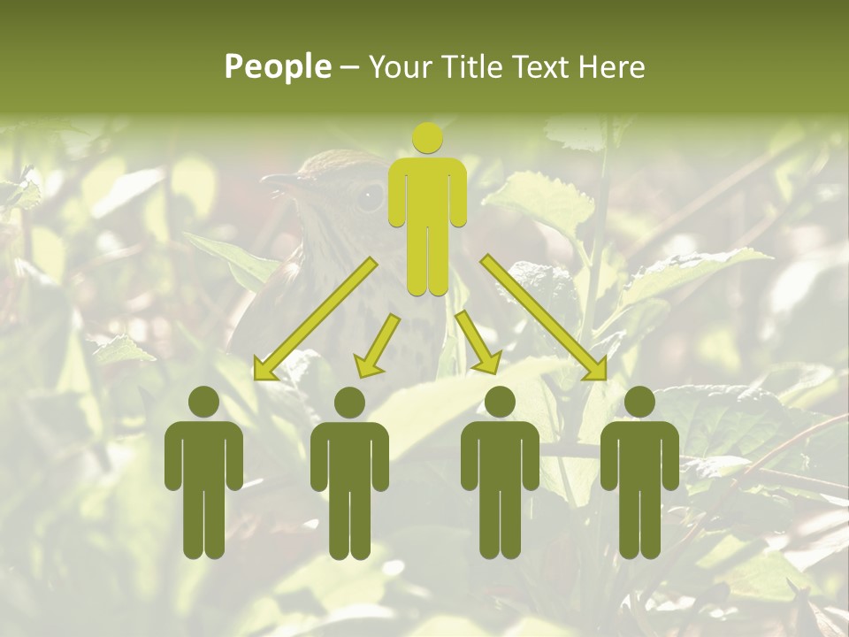 Wood Thrush (Hylocichla Mustelina) In Leaves, Central Park, Ny PowerPoint Template