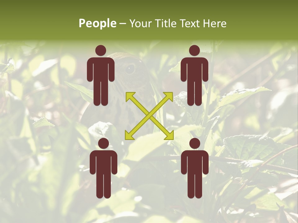 Wood Thrush (Hylocichla Mustelina) In Leaves, Central Park, Ny PowerPoint Template