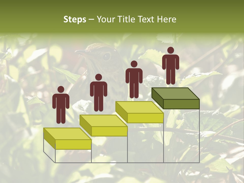 Wood Thrush (Hylocichla Mustelina) In Leaves, Central Park, Ny PowerPoint Template