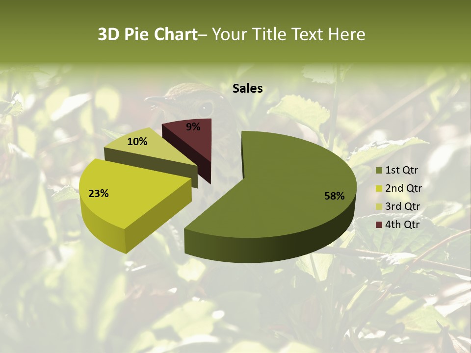Wood Thrush (Hylocichla Mustelina) In Leaves, Central Park, Ny PowerPoint Template