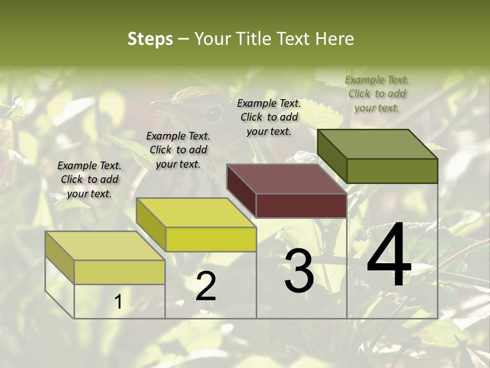Wood Thrush (Hylocichla Mustelina) In Leaves, Central Park, Ny PowerPoint Template