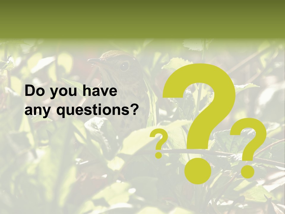 Wood Thrush (Hylocichla Mustelina) In Leaves, Central Park, Ny PowerPoint Template