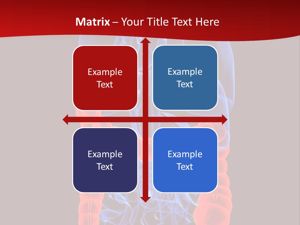 Highlighted Colon PowerPoint Template