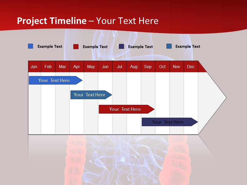 Highlighted Colon PowerPoint Template