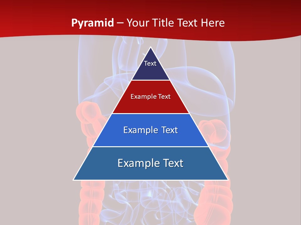 Highlighted Colon PowerPoint Template