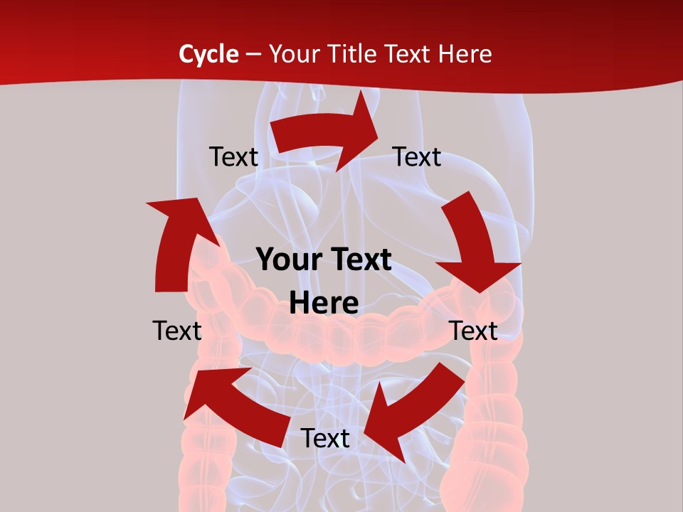 Highlighted Colon PowerPoint Template