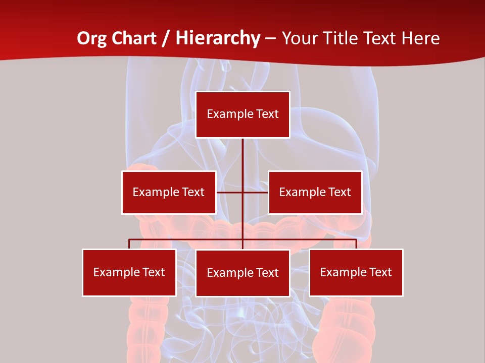Highlighted Colon PowerPoint Template