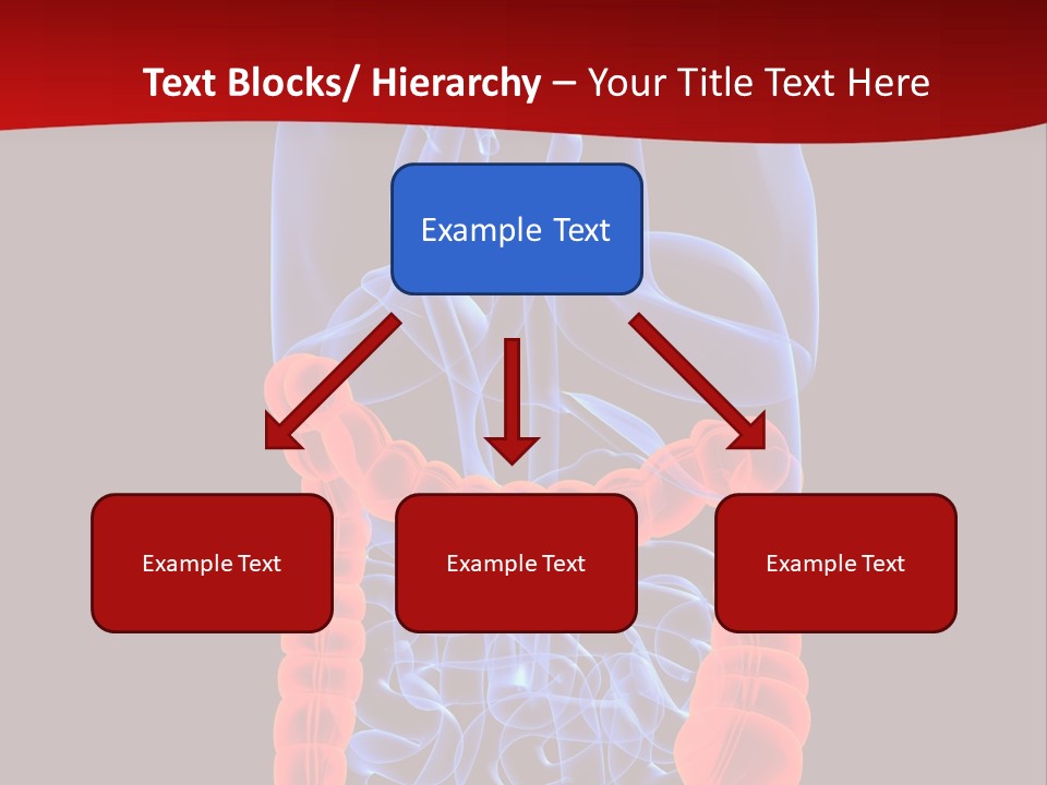Highlighted Colon PowerPoint Template