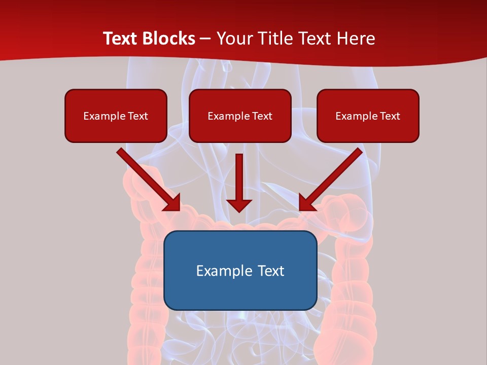 Highlighted Colon PowerPoint Template