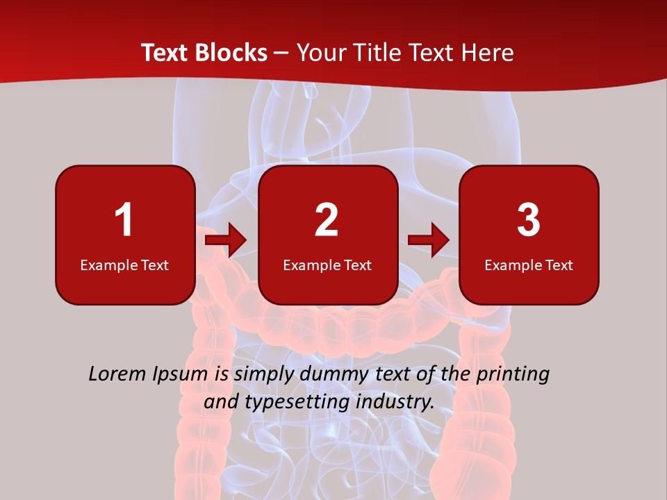 Highlighted Colon PowerPoint Template