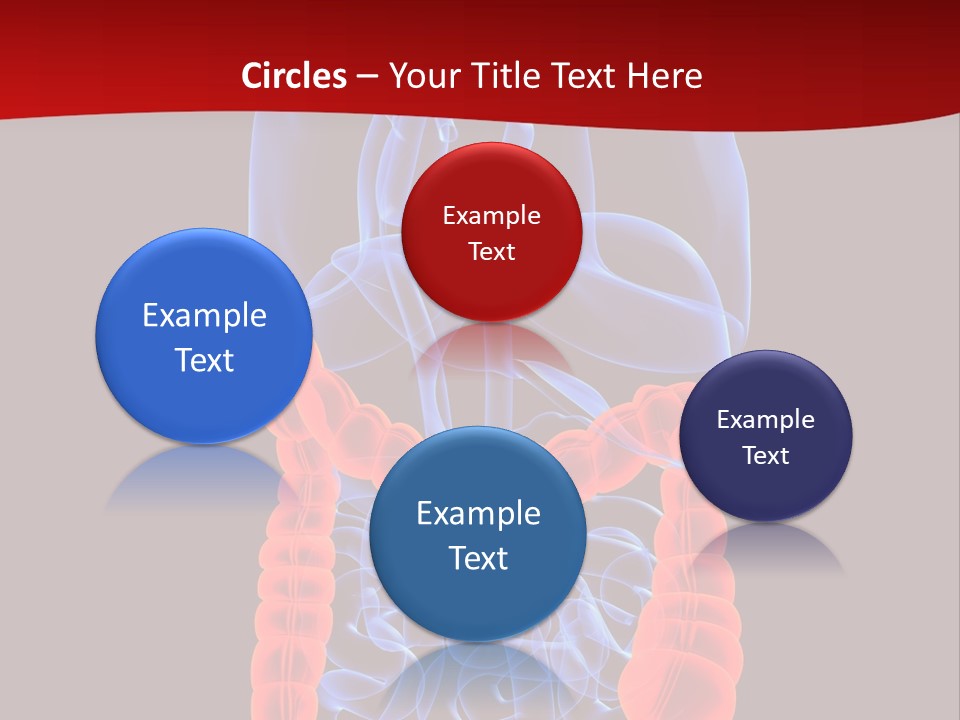 Highlighted Colon PowerPoint Template