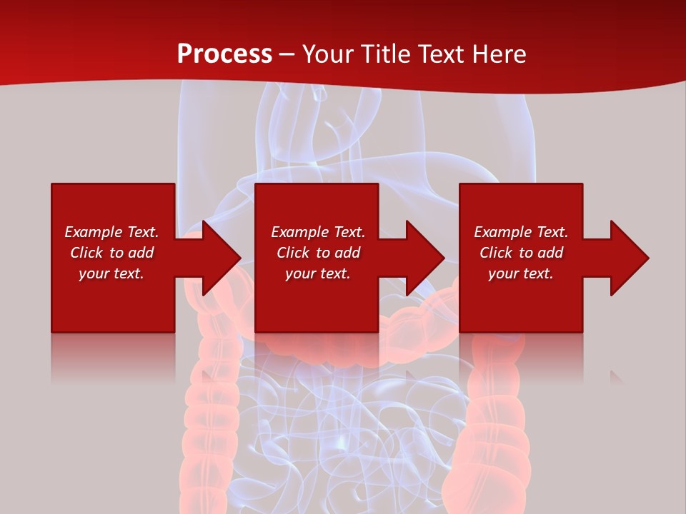 Highlighted Colon PowerPoint Template
