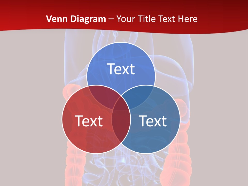 Highlighted Colon PowerPoint Template