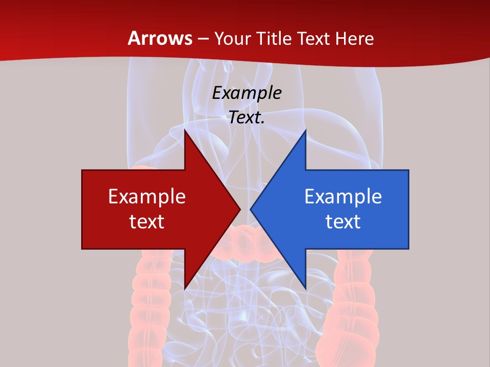 Highlighted Colon PowerPoint Template