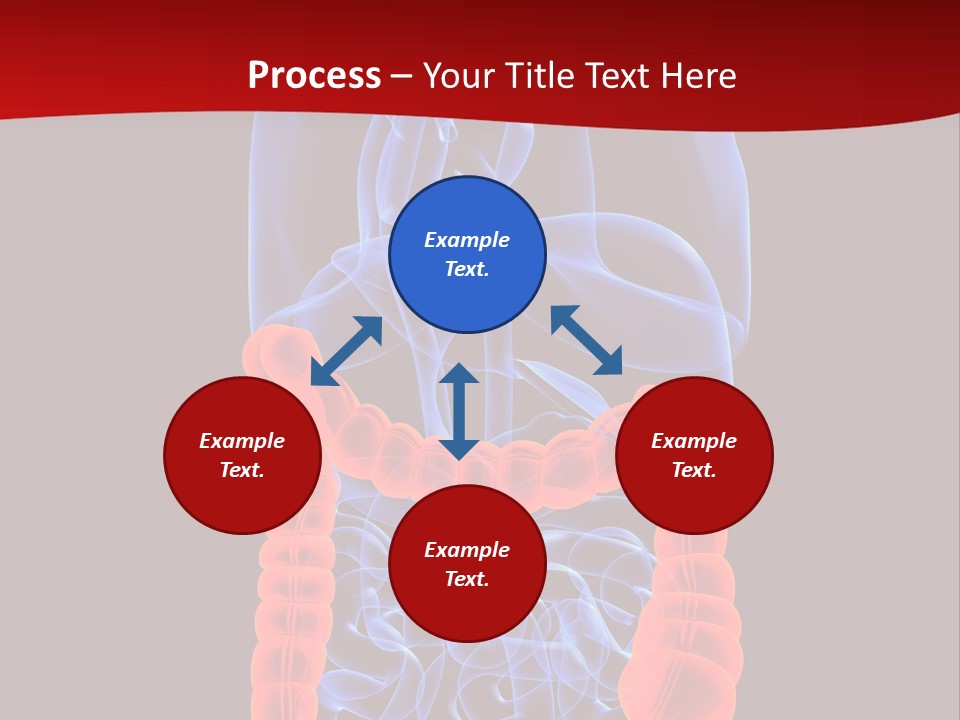 Highlighted Colon PowerPoint Template