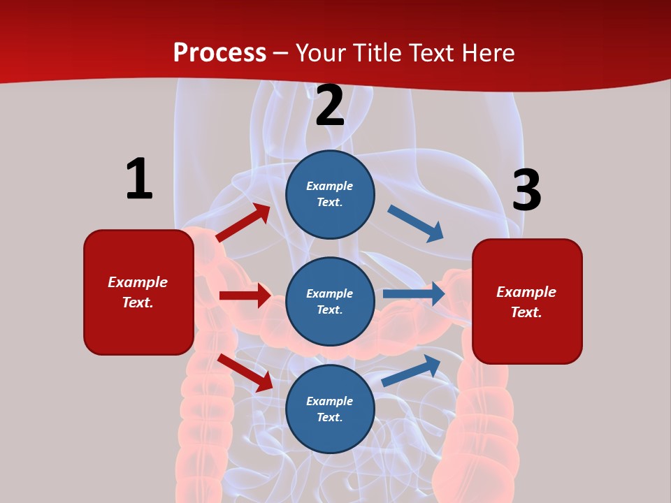 Highlighted Colon PowerPoint Template