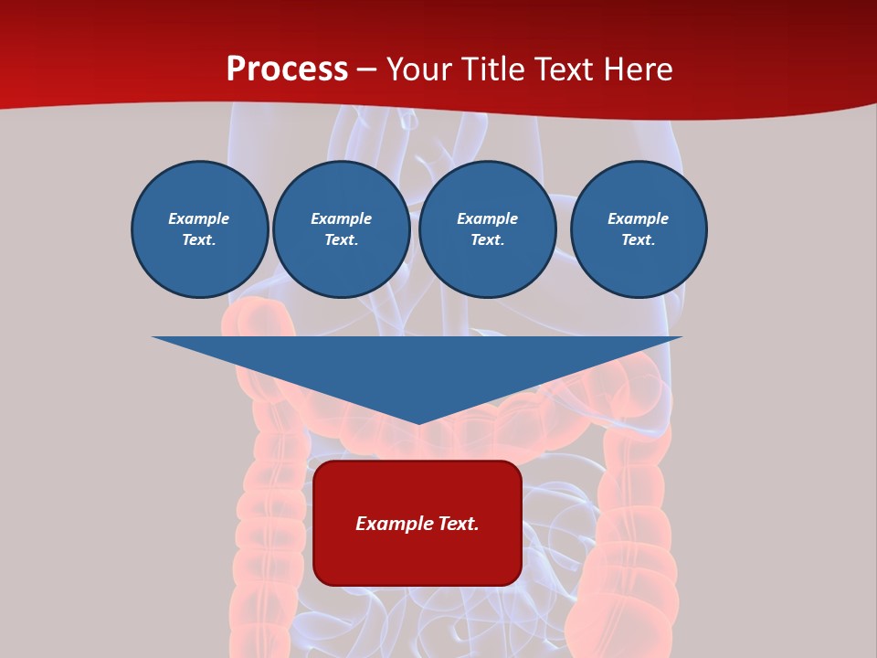 Highlighted Colon PowerPoint Template