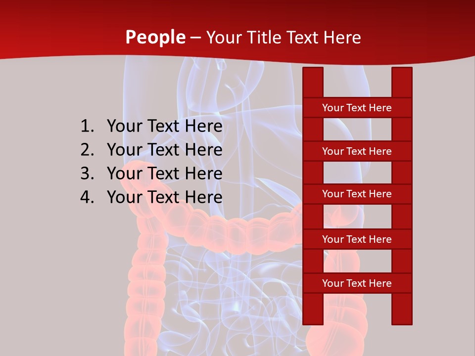 Highlighted Colon PowerPoint Template