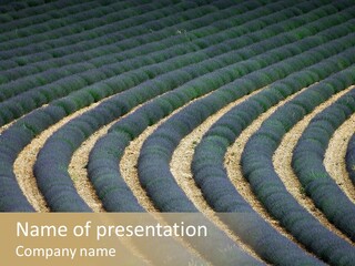 Lavender Plantation Near Valensole, In Provence (France) PowerPoint Template