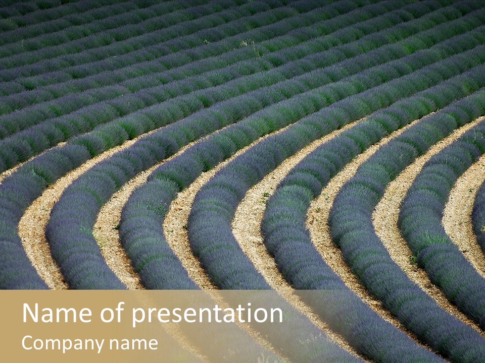 Lavender Plantation Near Valensole, In Provence (France) PowerPoint Template