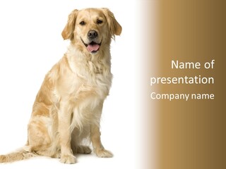 Labrador Retriever Cream In Front Of White Background And Facing The Camera PowerPoint Template