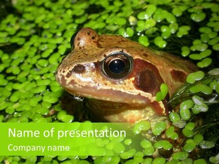 Common Frog (Rana Temporaria) 06 PowerPoint Template