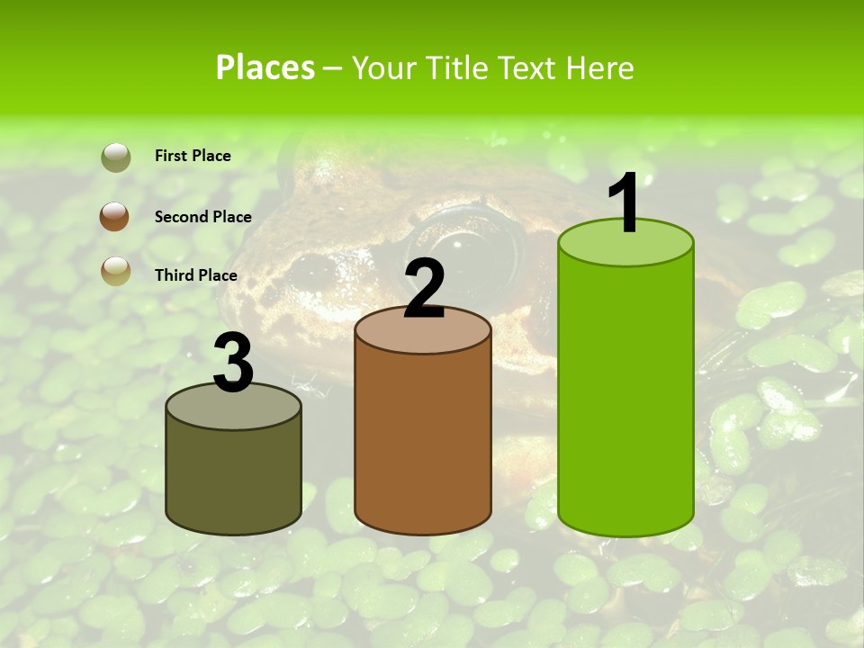 Common Frog (Rana Temporaria) 06 PowerPoint Template