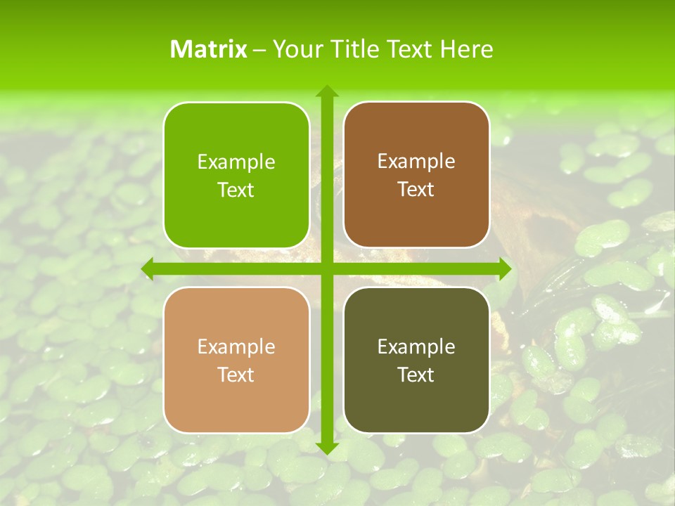 Common Frog (Rana Temporaria) 06 PowerPoint Template