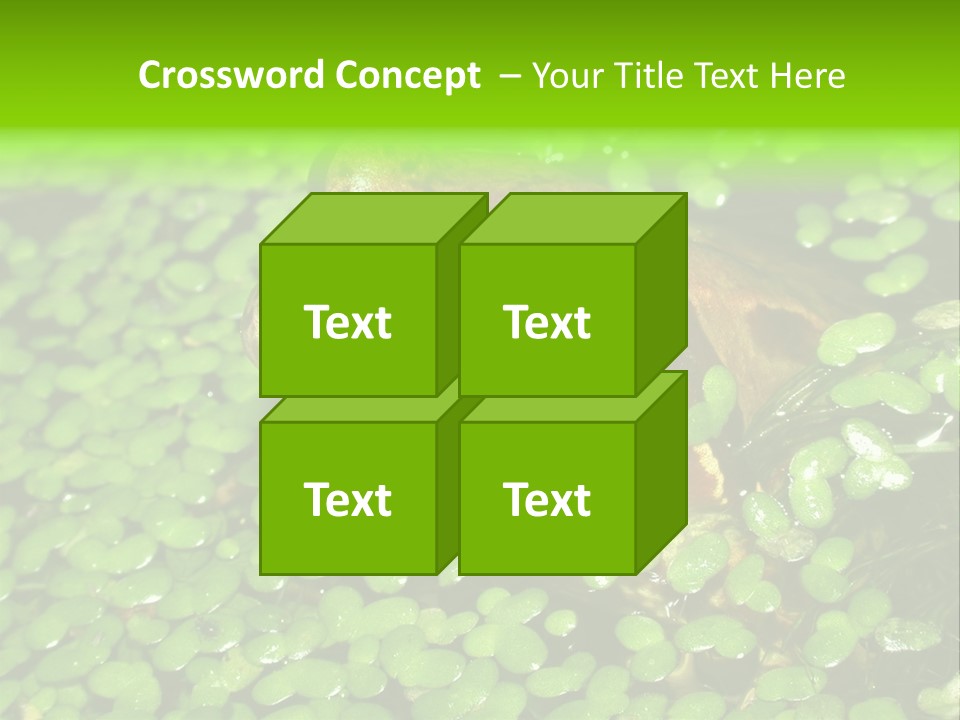 Common Frog (Rana Temporaria) 06 PowerPoint Template