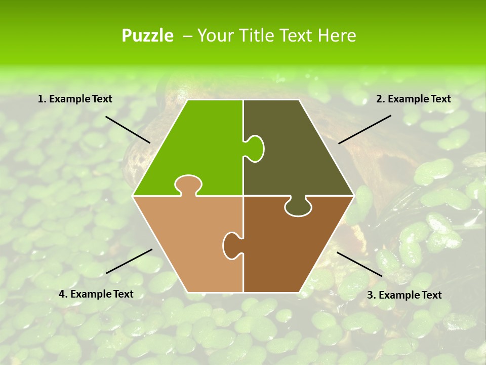 Common Frog (Rana Temporaria) 06 PowerPoint Template