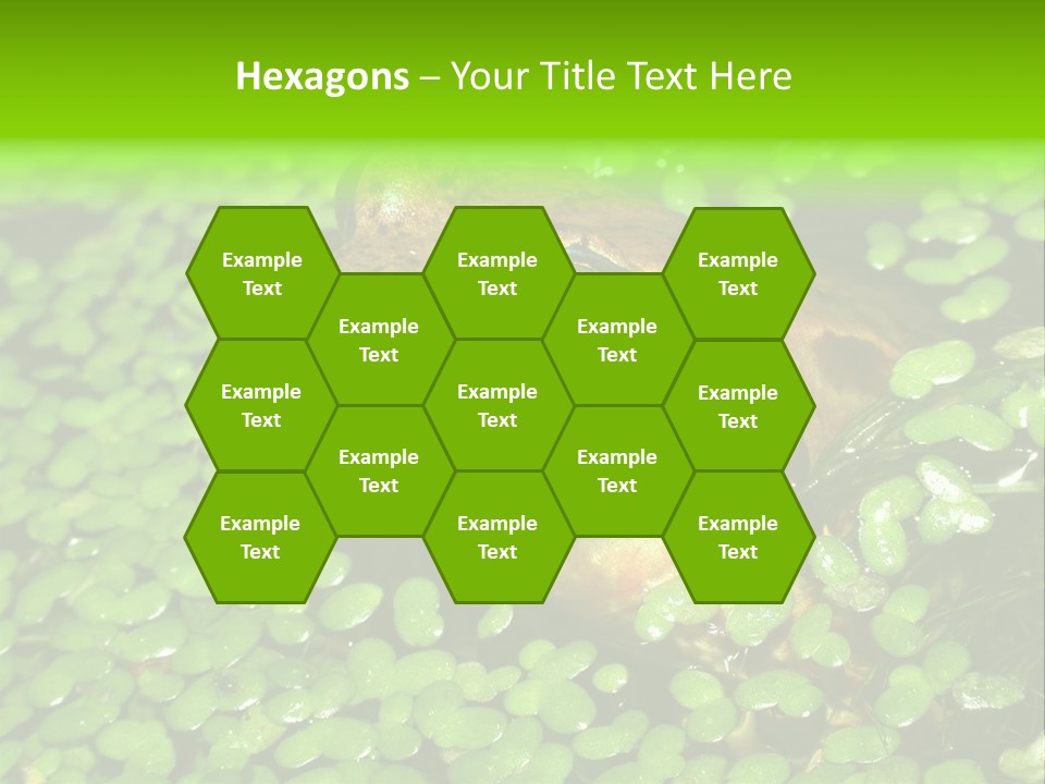 Common Frog (Rana Temporaria) 06 PowerPoint Template